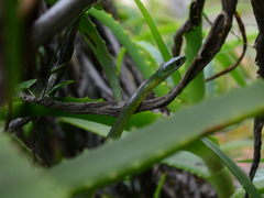 Philothamnus occidentalis