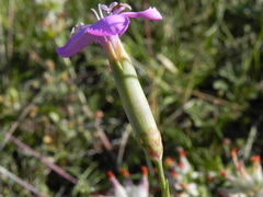 Dianthus longicaulis