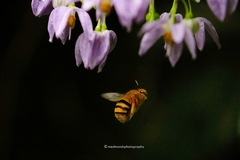 Amegilla bombiformis