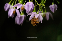 Amegilla bombiformis