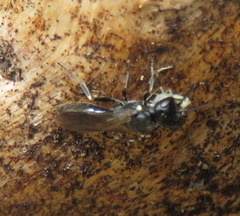 Passaloecus