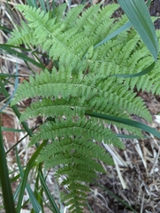 Dryopteris paleolata