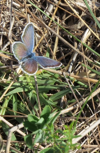 Silver-studded Blue