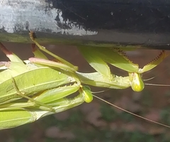 Sphodromantis lineola