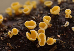 Lachnellula subtilissima