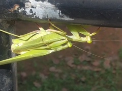 Sphodromantis lineola