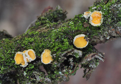 Lachnellula subtilissima