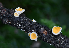 Lachnellula subtilissima