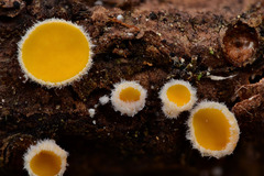 Lachnellula subtilissima