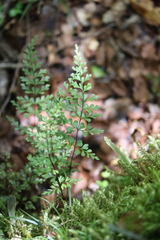 Lindsaea trichomanoides