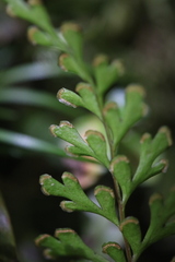 Lindsaea trichomanoides