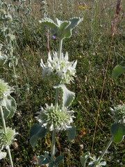 Marrubium incanum