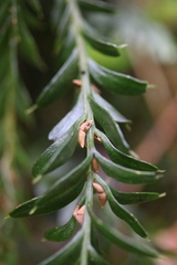 Tmesipteris tannensis