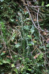 Tmesipteris tannensis