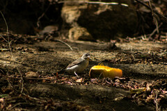 Coryphospingus pileatus