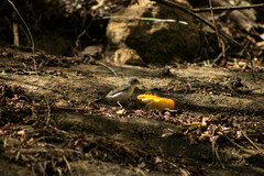 Coryphospingus pileatus