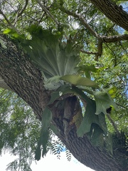 Platycerium superbum