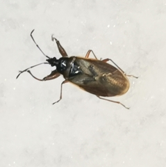 Gastrodes abietum