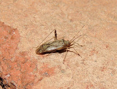 Phytocoris tiliae