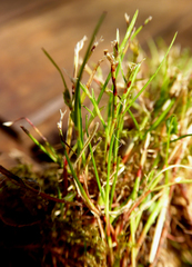 Schoenus maschalinus