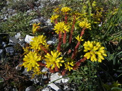 Petrosedum