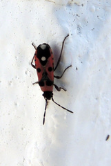 Horvathiolus superbus