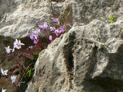 Cyclamen persicum