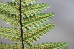 Hypolepis rufobarbata