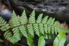 Hypolepis rufobarbata