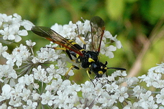 Tenthredo marginella