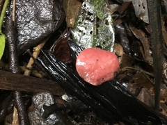 Phillipsia subpurpurea