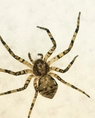 Philodromus margaritatus