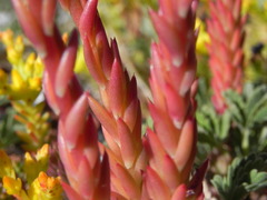 Petrosedum