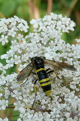 Tenthredo marginella