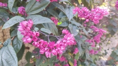 Clerodendrum splendens