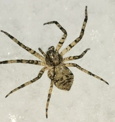 Philodromus margaritatus