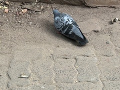Columba livia domestica