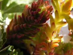 Petrosedum