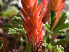 Petrosedum