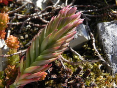 Petrosedum