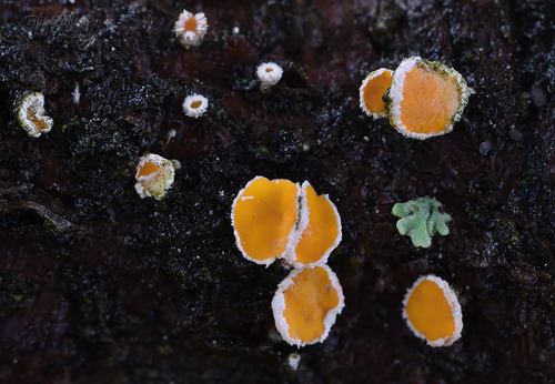 Lachnellula suecica, 2018-07-28