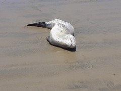 Hydrurga leptonyx