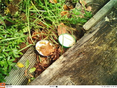 Oligosoma