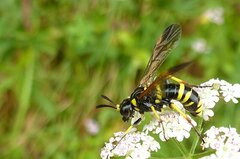 Tenthredo marginella