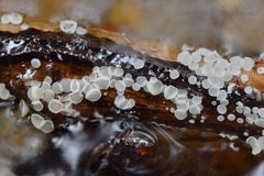 Lachnum brevipilosum