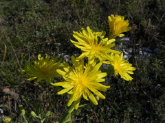Crepis lacera
