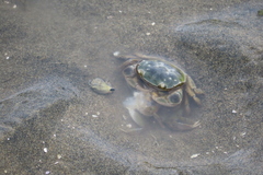Hemigrapsus crenulatus