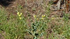 Linaria dalmatica
