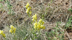 Linaria dalmatica