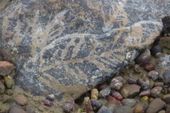 Desmarestia ligulata